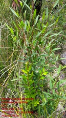 Dodonaea serratifolia
