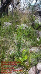 Dodonaea serratifolia