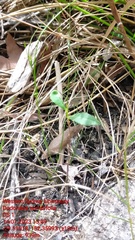 Dodonaea serratifolia