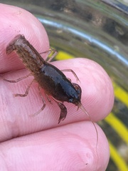 Creaserinus hedgpethi