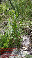 Dodonaea serratifolia