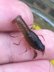 Creaserinus hedgpethi