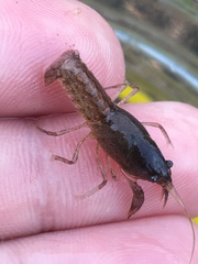 Creaserinus hedgpethi