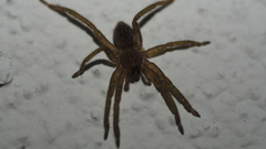Mituliodon tarantulinus