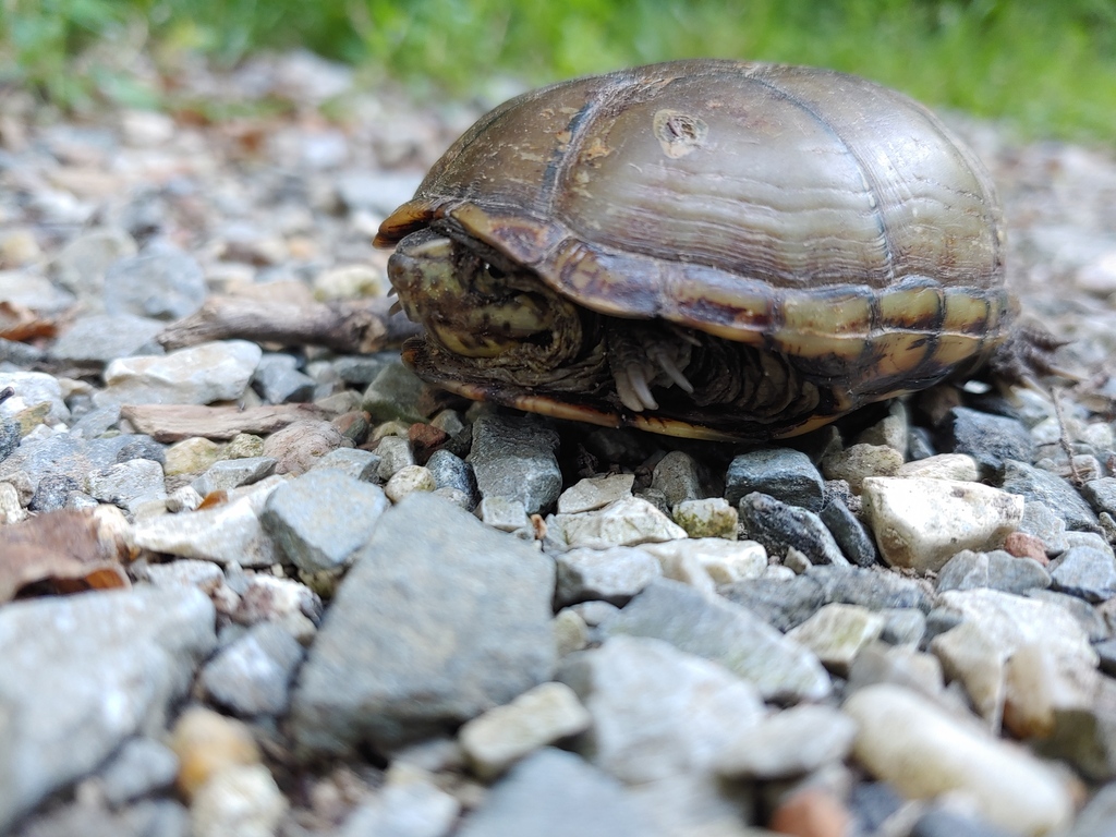 Southeastern Mud Turtle From Dueling Crk, Colmar Manor, Md 20722, Usa 