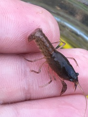 Creaserinus hedgpethi