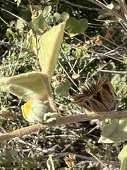 Abutilon californicum