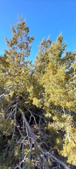 Juniperus californica