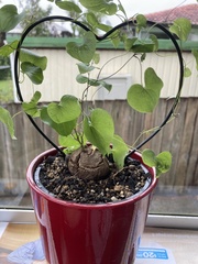 Dioscorea elephantipes