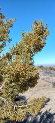 Juniperus californica
