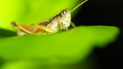 Phaulacridium vittatum