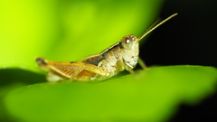 Phaulacridium vittatum