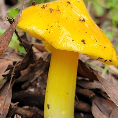 Hygrocybe acutoconica