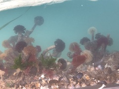 Schizobranchia insignis