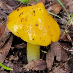 Hygrocybe acutoconica