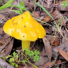 Hygrocybe acutoconica