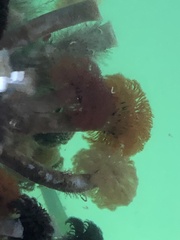 Schizobranchia insignis