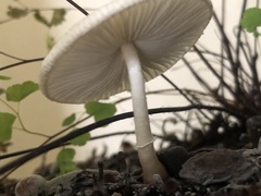 Leucocoprinus ianthinus