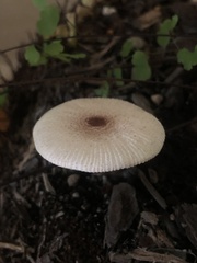 Leucocoprinus ianthinus