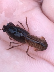 Creaserinus hedgpethi