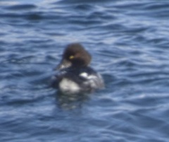 Bucephala