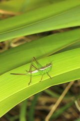 Conocephalus albescens