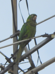 Psittacara leucophthalmus