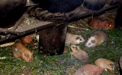 Cavia porcellus