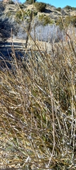 Ephedra californica