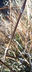 Ephedra californica