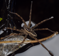 Dolomedes dondalei
