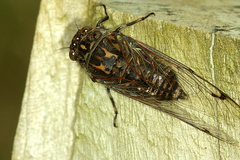 Amphipsalta