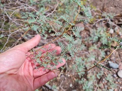 Prosopis strombulifera