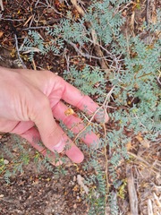 Prosopis strombulifera