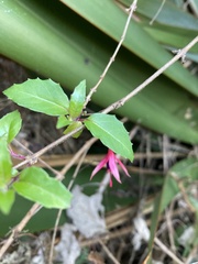 Fuchsia magellanica