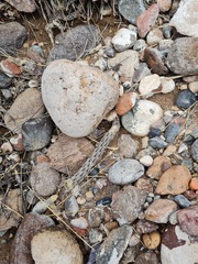 Pterocactus tuberosus