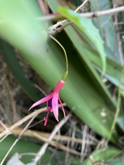Fuchsia magellanica