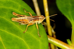 Phaulacridium marginale