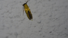 Stathmopoda auriferella