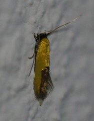 Stathmopoda auriferella