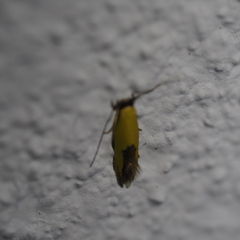Stathmopoda auriferella