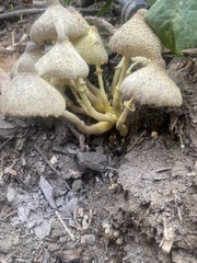Leucocoprinus birnbaumii