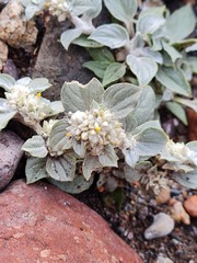 Gomphrena tomentosa