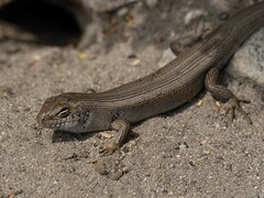 Liopholis multiscutata