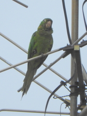 Psittacara leucophthalmus