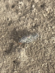 Cicindela