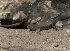 Liopholis multiscutata