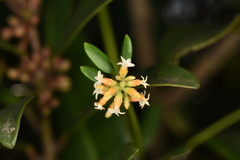 Alyxia sinensis