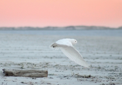 Bubo scandiacus