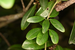 Alyxia sinensis
